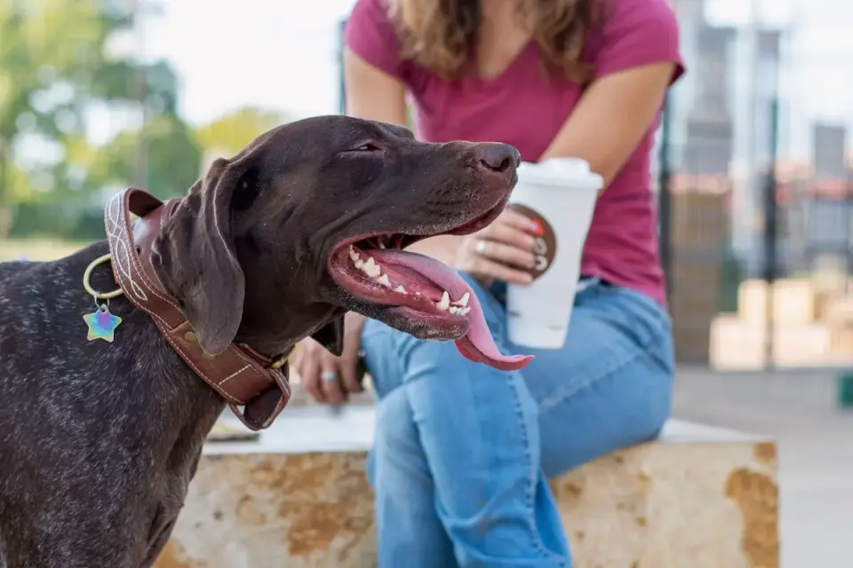 Older dog with an owner in a park