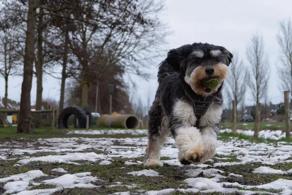 Older dog with an owner in a park