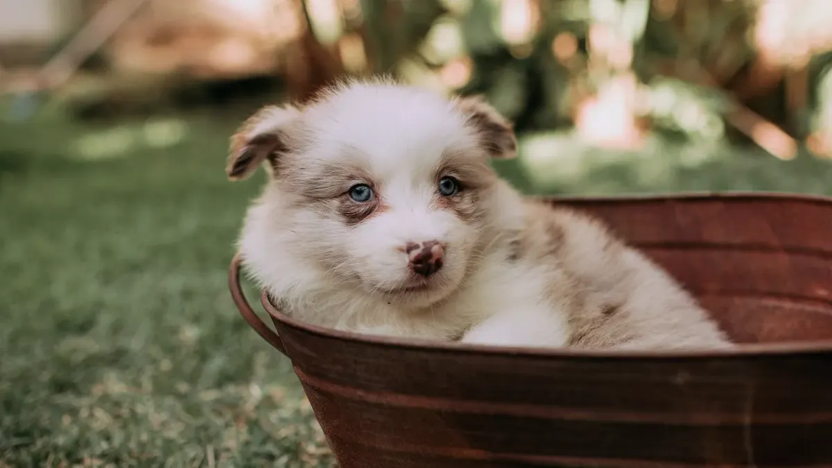 Puppy eating from a bowl