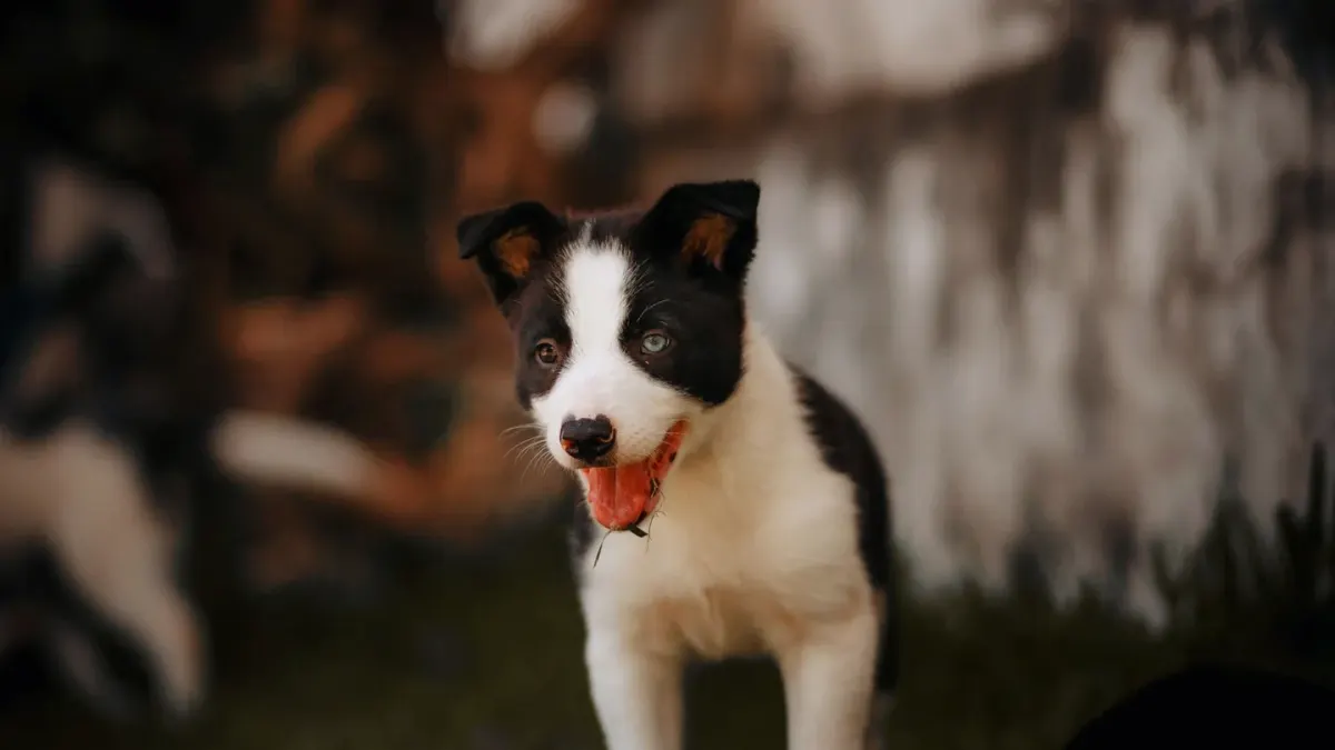 Puppy eating from a bowl