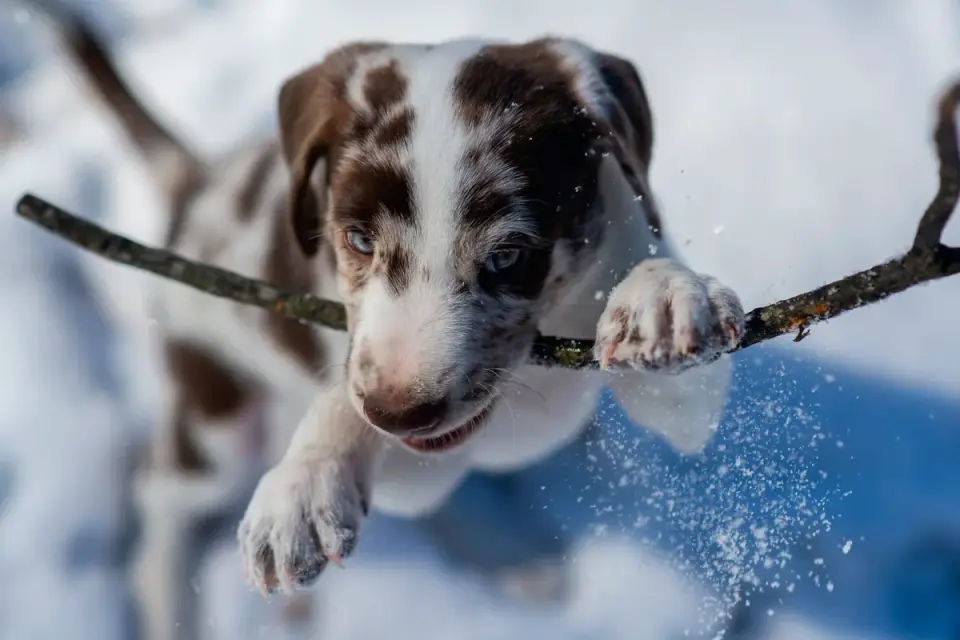 Puppy playing indoors