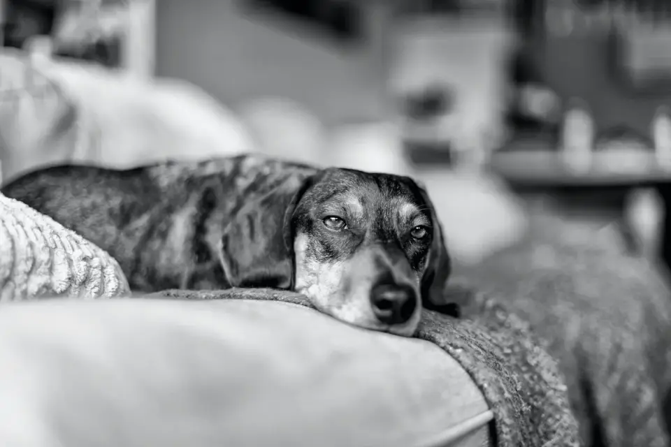 Senior dog resting at home