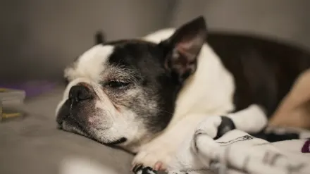 Senior dog resting at home