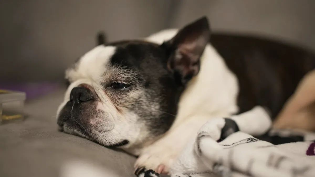 Senior dog resting at home
