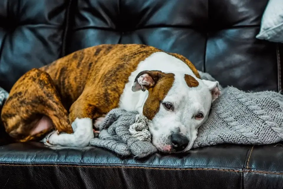 Senior dog resting at home