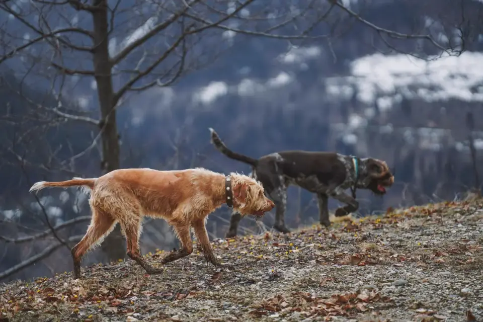 Senior dog walking outdoors
