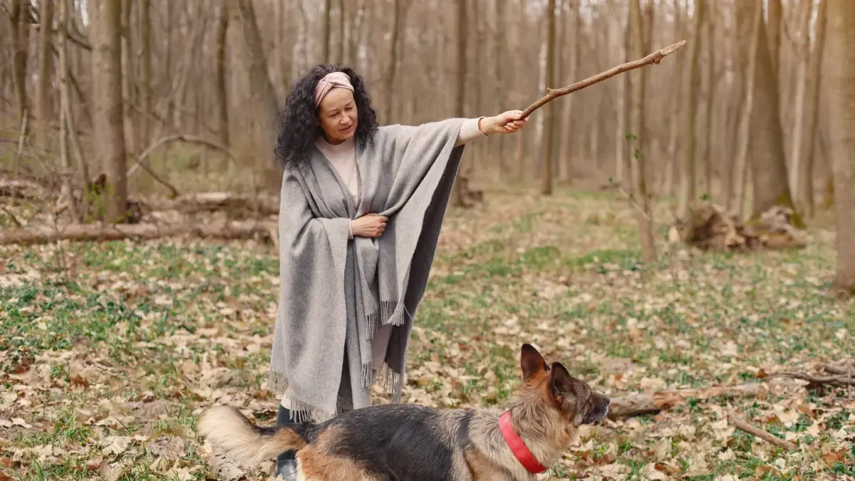 Senior dog walking with an owner