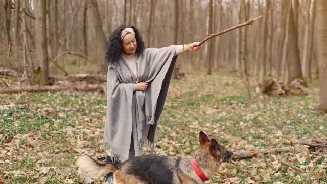 Senior dog walking with an owner