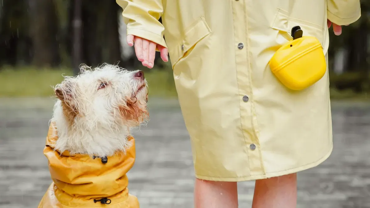 Senior dog walking with an owner