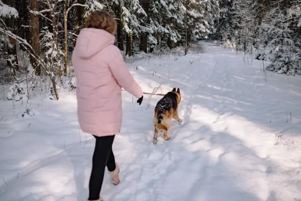 Senior dog walking with an owner