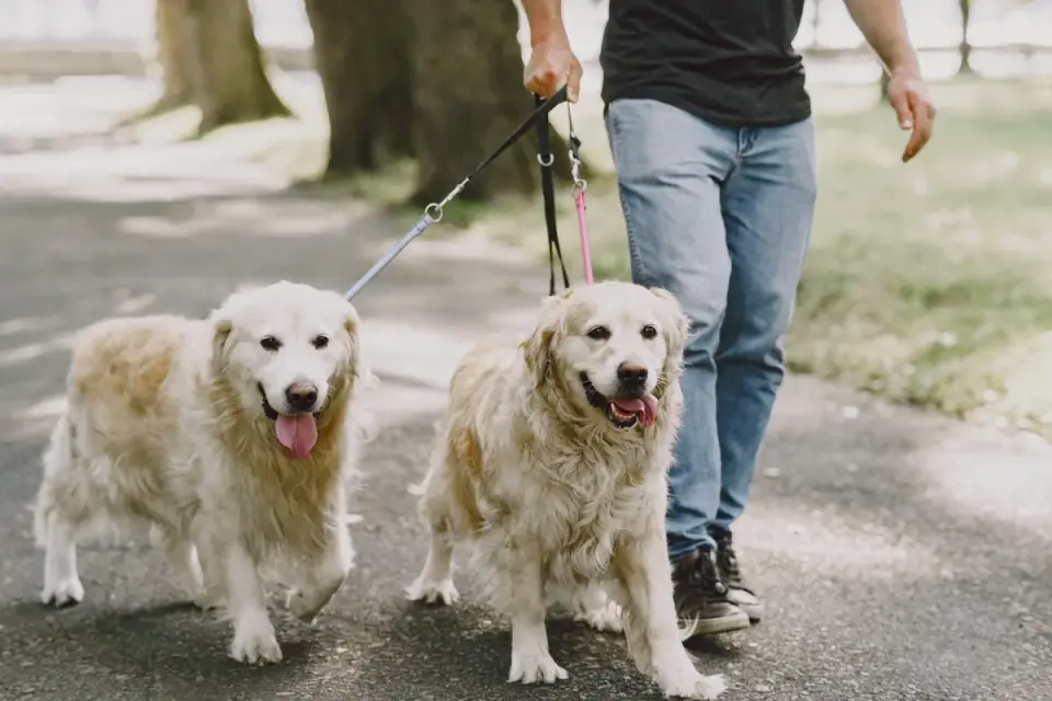 Senior dog walking with an owner