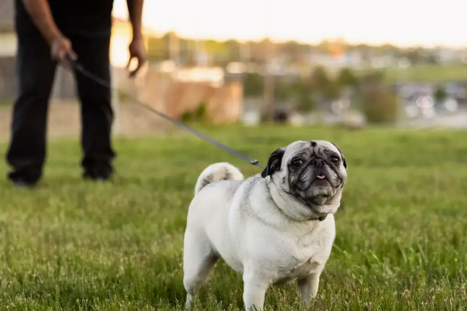 Senior dog walking with an owner