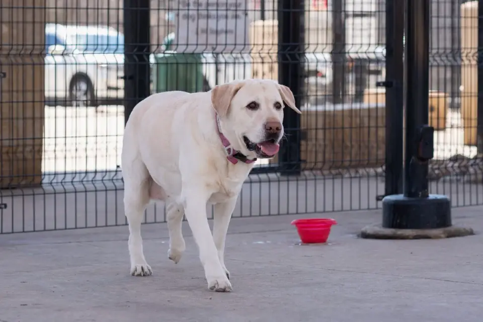 Senior Labrador retriever pausing before climbing a short flight of stairs