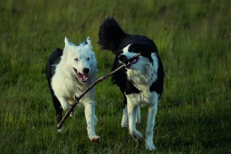 Two dogs playing