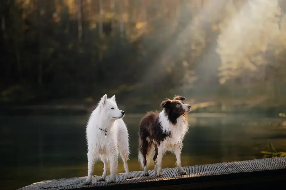 Two dogs playing
