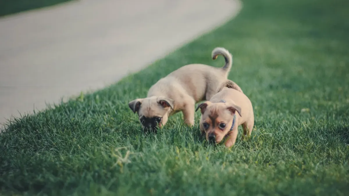 Two dogs playing