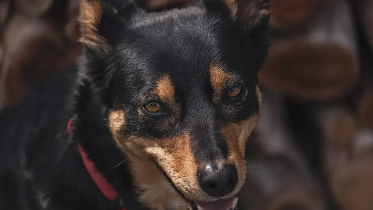 Two dogs together